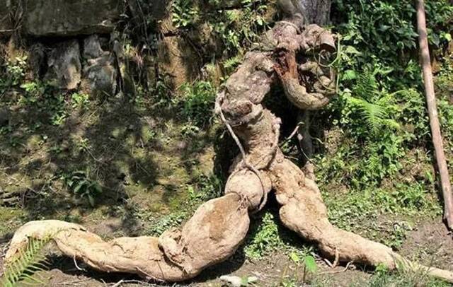 四川村民挖出125公斤巨型野生葛根 以200万高价卖出