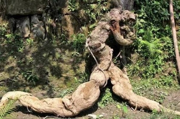四川村民挖出125公斤巨型野生葛根 以200万高价卖出