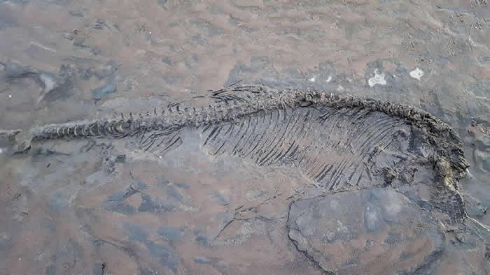 英国业余考古学家海滩遛狗意外发现6500万年前鱼龙化石