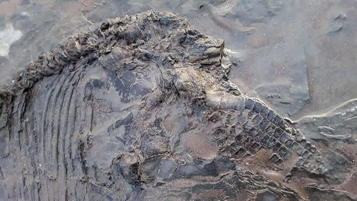 英国业余考古学家海滩遛狗意外发现6500万年前鱼龙化石