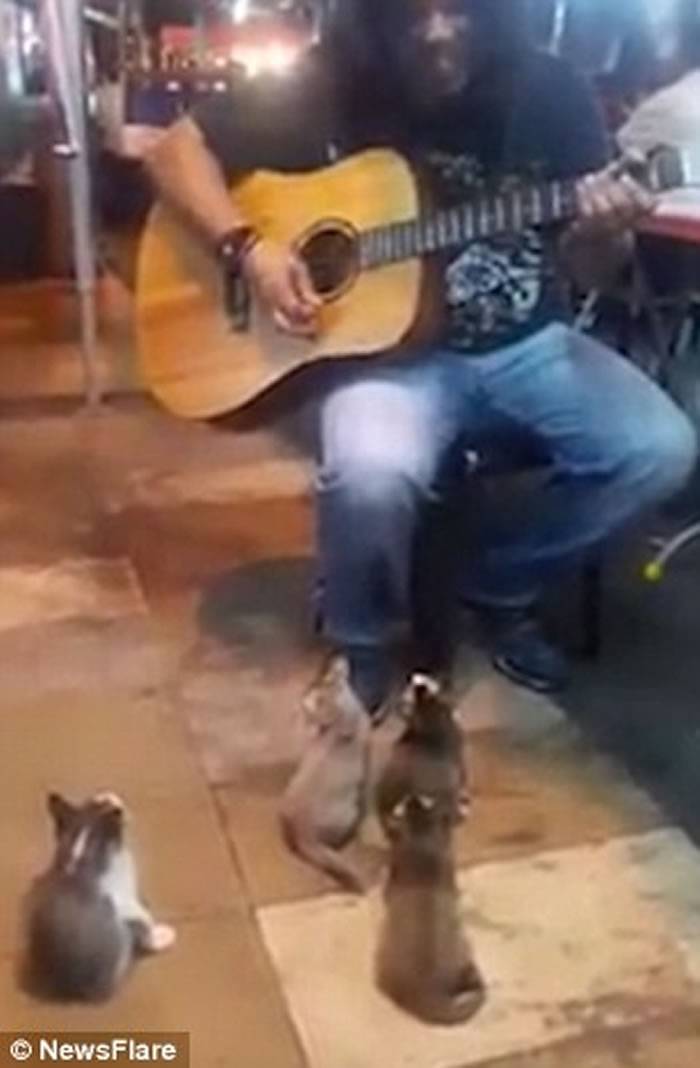 马来西亚男子街头弹吉他唱歌没人愿意听 “小猫两三只”成忠实粉丝