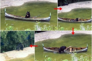 重庆永川野生动物世界黑熊跑到湖面划独木舟 弄翻艇落水拥抱同伴萌爆