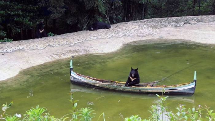重庆永川野生动物世界黑熊跑到湖面划独木舟 弄翻艇落水拥抱同伴萌爆