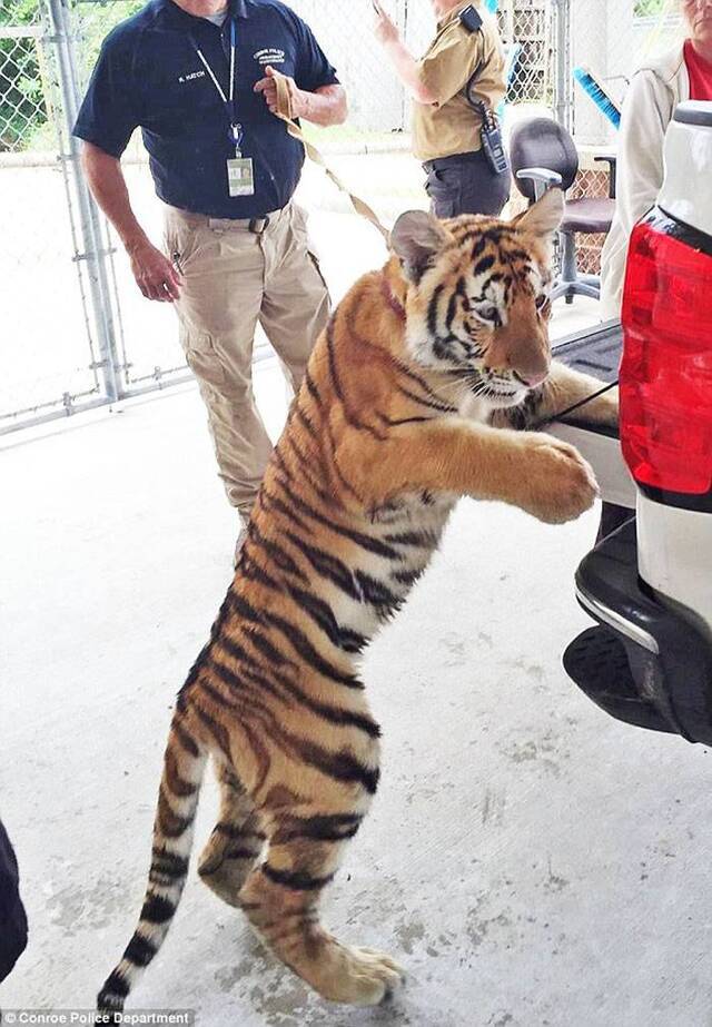 美国德州休斯敦市郊街头突然出现一只小老虎