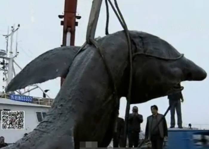 江苏渔民捞获巨型姥鲨尸体 10万多元转卖