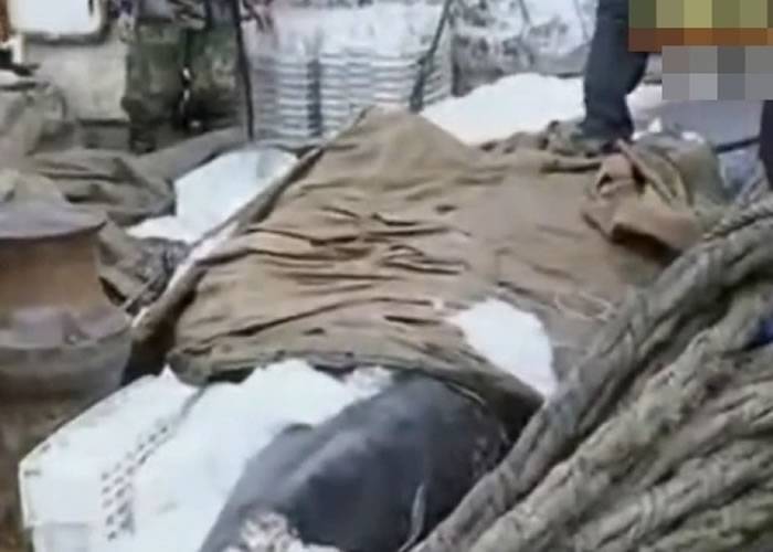 江苏渔民捞获巨型姥鲨尸体 10万多元转卖