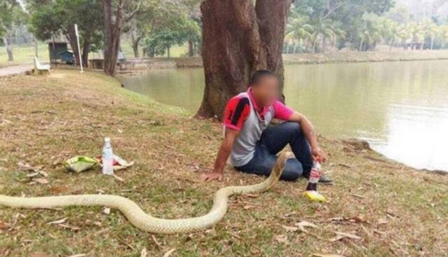 泰国男子相信一条金黄色眼镜蛇是去世女友转世 每天都会与它为伍
