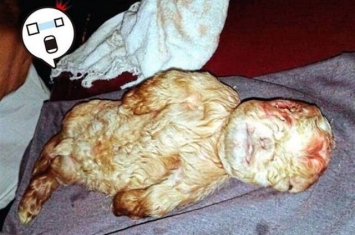 马来西亚母羊诞下人形怪胎小羊 出生后夭折