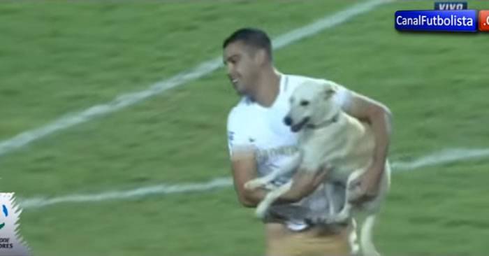 小狗闯入阿根廷举办的南美洲自由杯 成为美洲新足球明星