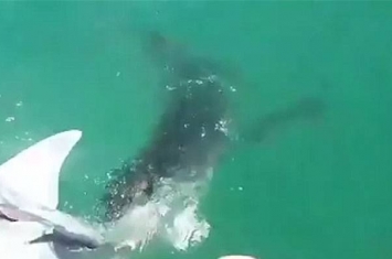美国渔民用豹纹鲨为诱饵作弄惹怒大白鲨