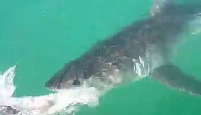 美国渔民用豹纹鲨为诱饵作弄惹怒大白鲨