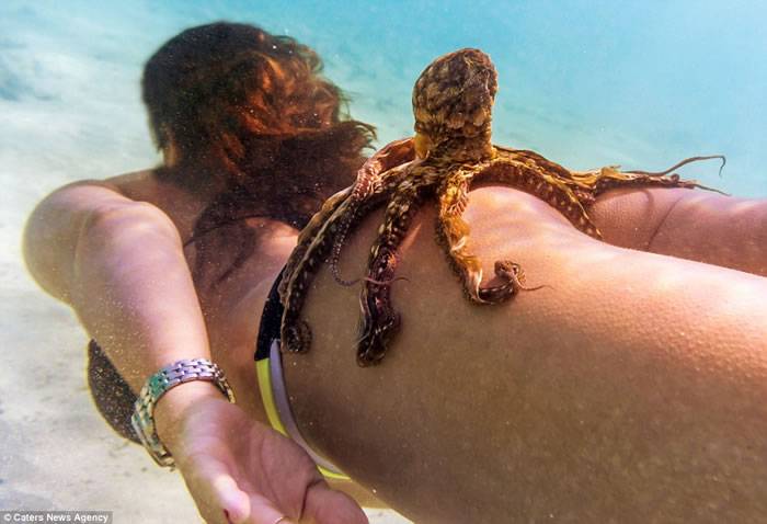 美国夏威夷“好色”章鱼吸住比基尼美女