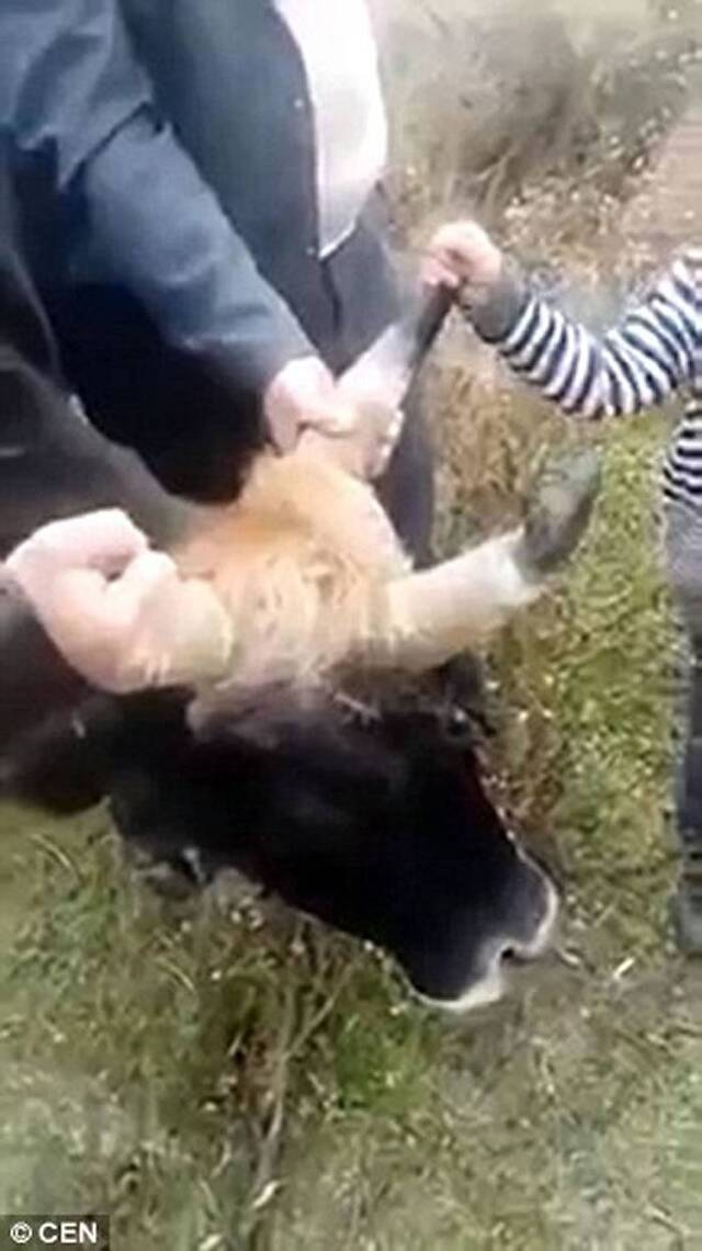 乌兹别克斯坦出现一头“独角神牛”