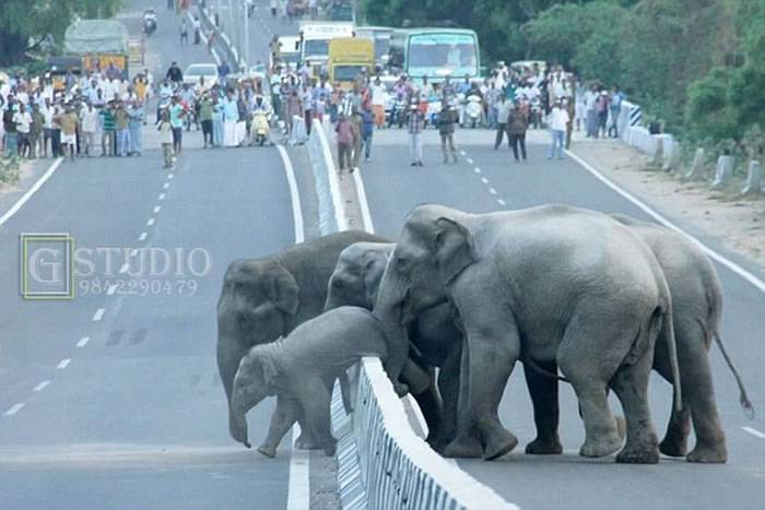 印度大象一家过马路 背后蕴含心酸现实