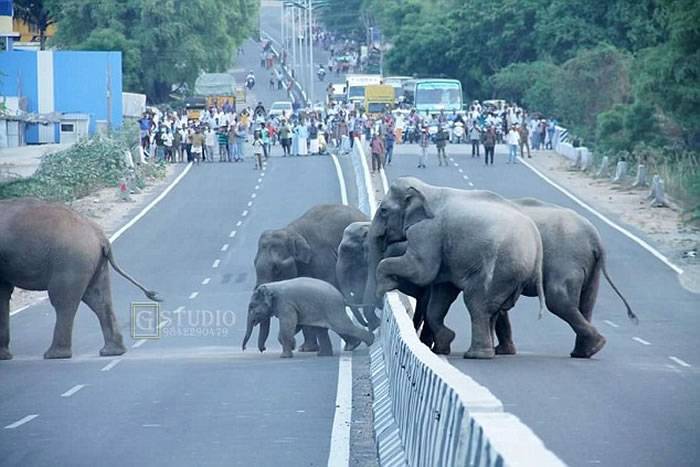 印度大象一家过马路 背后蕴含心酸现实