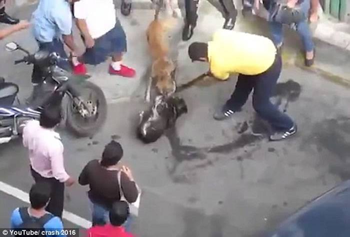 秘鲁北部街头发生罕见“狗咬狗”事件