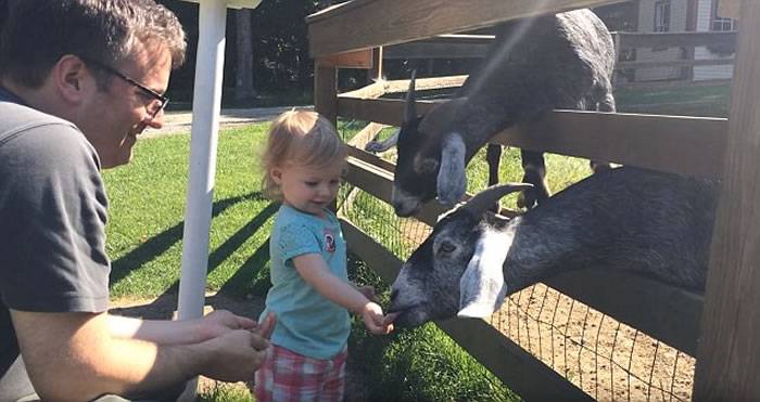 女童随家人在农场内学习喂山羊 山羊等得不耐烦咬女童头发