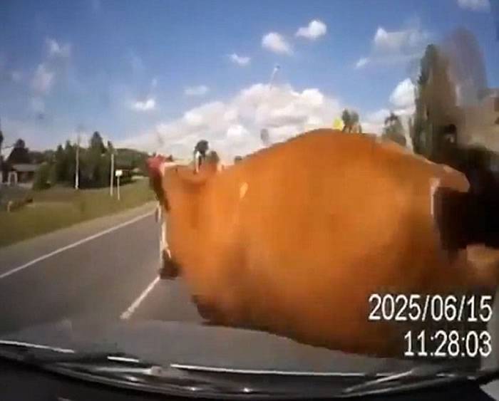 俄罗斯一对牛牛在交配时冲出马路酿成交通意外