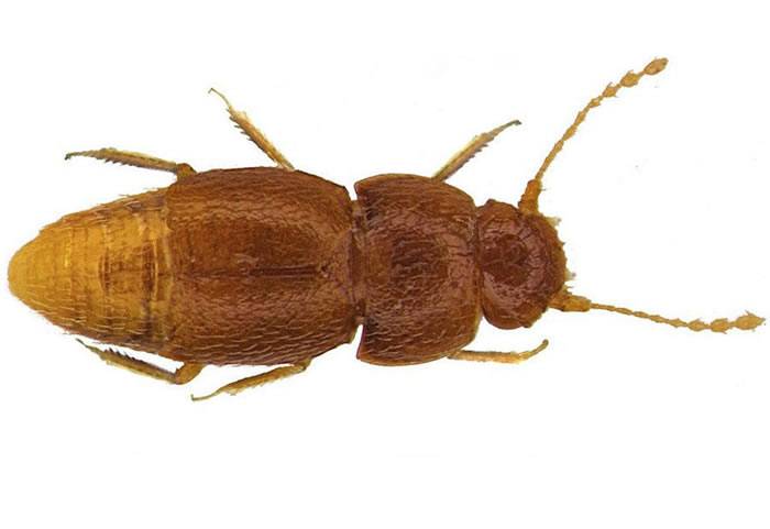 英国昆虫学家以格蕾塔·通贝里的名字命名新甲虫