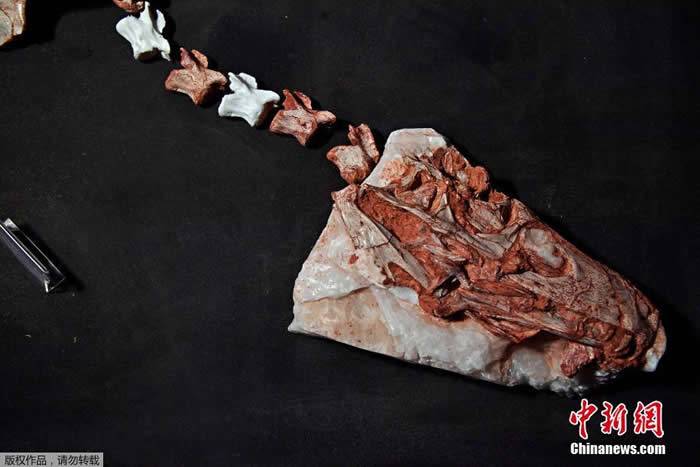 巴西南部出土三叠纪恐龙“卡布雷拉噬颌龙”Gnathovorax cabre化石 距今已有2.3亿年