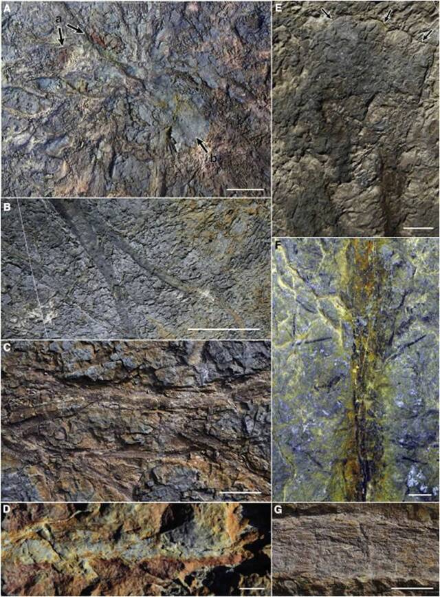 美国纽约州砂岩采石场发现世界上已知最古老的化石森林 距今3.86亿年前