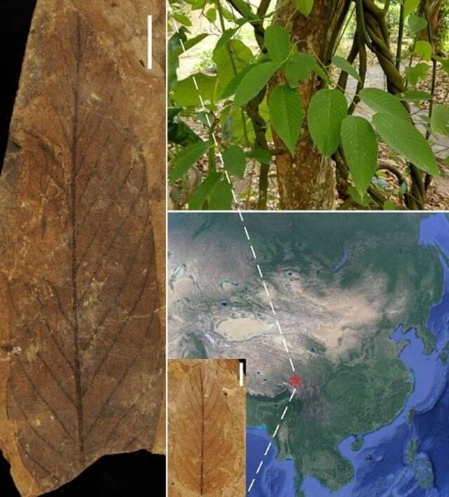 鼠李科勾儿茶属植物化石揭示古近纪的西藏是北半球区系交流的枢纽