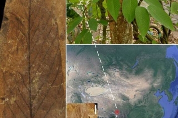 鼠李科勾儿茶属植物化石揭示古近纪的西藏是北半球区系交流的枢纽