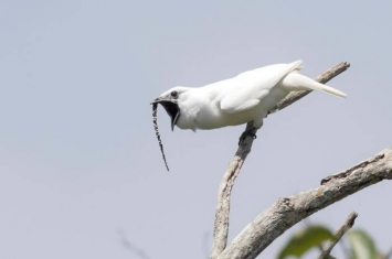巴西亚马逊雨林的白钟伞鸟求偶时发出的叫声高达125分贝 比飞机还要吵
