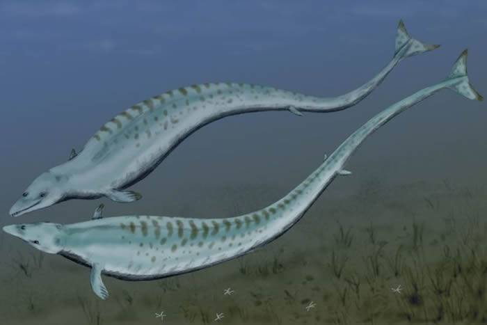 埃及沙漠发现的Aegicetus gehennae化石显示史前鲸鱼可能像鳄鱼一样波浪式游动