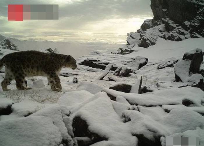 四川卧龙国家级自然保护区公布监测报告 罕有拍摄到雪豹攀岩
