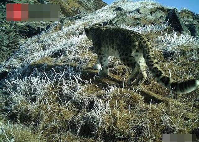 四川卧龙国家级自然保护区公布监测报告 罕有拍摄到雪豹攀岩