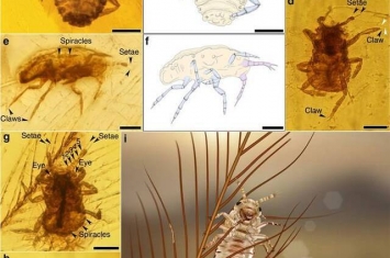 《自然·通讯》：白垩纪中期琥珀中取食恐龙羽毛的新昆虫——恩氏中生食毛虫