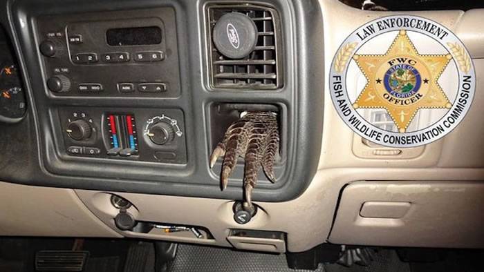 警察查车发现汽车仪表板伸出一只鳄鱼脚掌