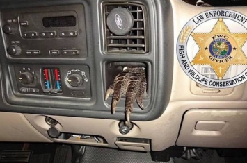 警察查车发现汽车仪表板伸出一只鳄鱼脚掌