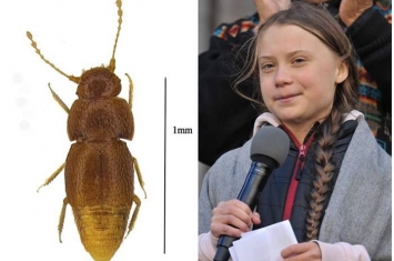 英国自然历史博物馆新甲虫以16岁瑞典少女通贝里的名字命名Nelloptodes gretae