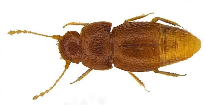 英国自然历史博物馆新甲虫以16岁瑞典少女通贝里的名字命名Nelloptodes gretae