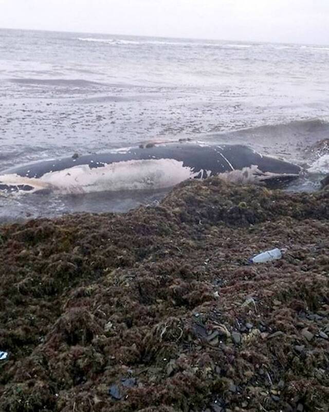 幼鲸鱼搁浅俄罗斯岸边不获救反遭居民现场割肉