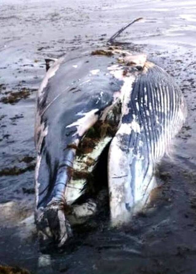 幼鲸鱼搁浅俄罗斯岸边不获救反遭居民现场割肉