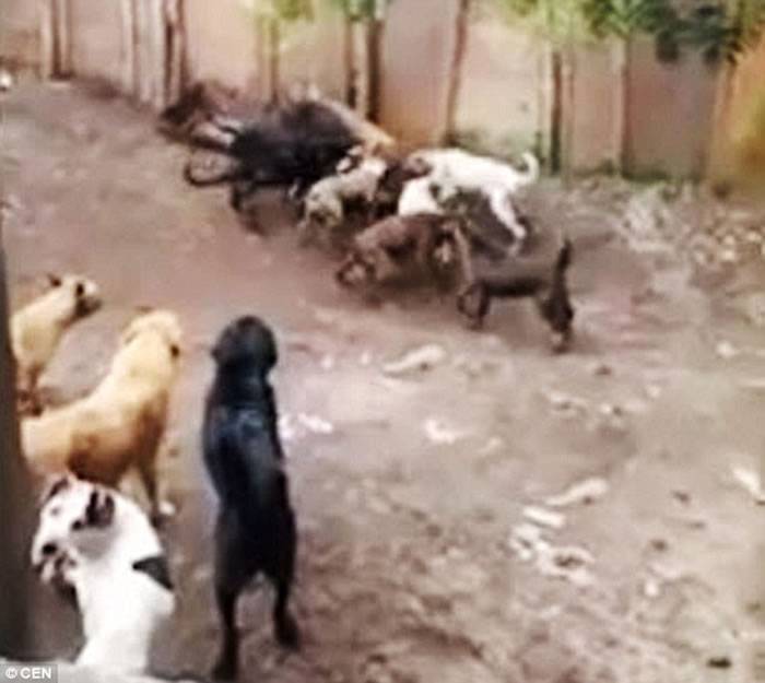 哥伦比亚专门收容流浪狗的动物庇护所因缺乏资源酿狗咬狗惨剧