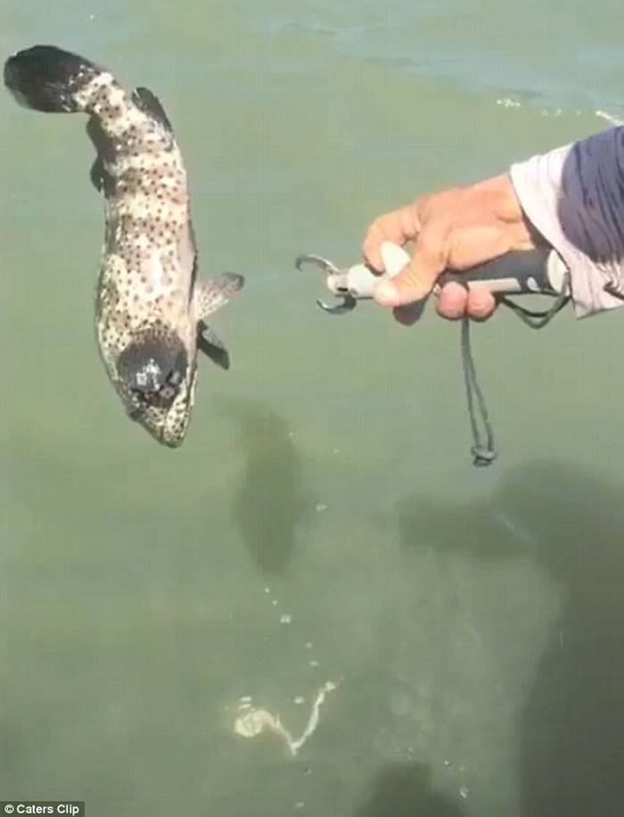 澳洲男子钓到石斑鱼发现鱼嘴中居然有一条蛇 最后双双放生