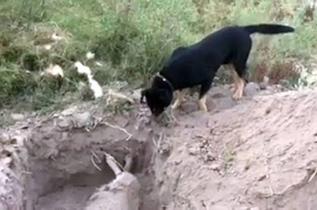 智利一只罗威纳犬在主人埋葬其死去的同伴时从旁协助