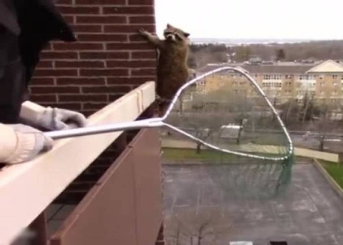 看到有人拿着捕网 加拿大一只浣熊表演如何由10楼爬下完美逃脱