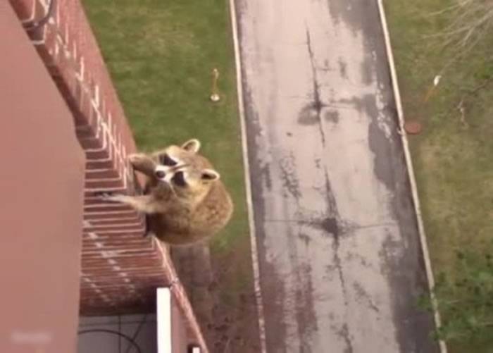 看到有人拿着捕网 加拿大一只浣熊表演如何由10楼爬下完美逃脱
