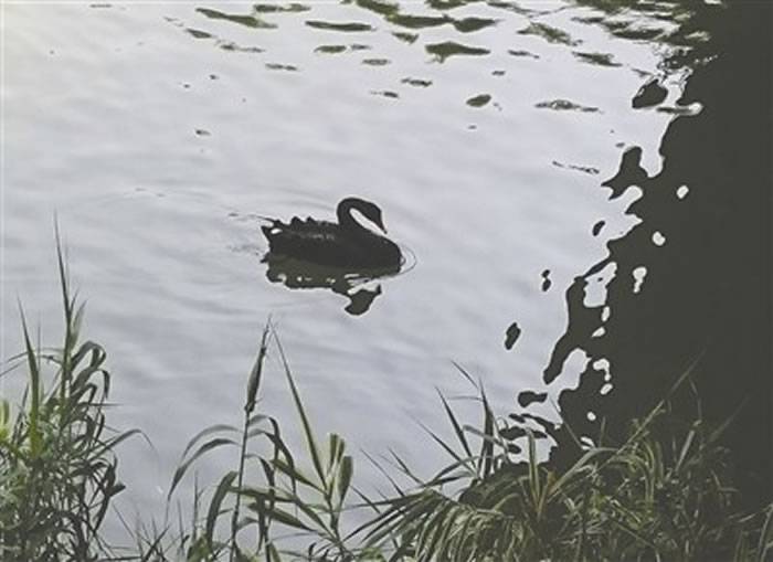 四川省攀枝花市滨河公园河道母天鹅孵蛋时被偷走 公天鹅悲鸣