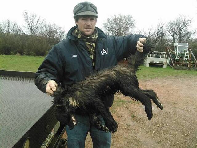 美国北达科他州绝迹150年的狼獾难得现身 却立即被农场主射杀