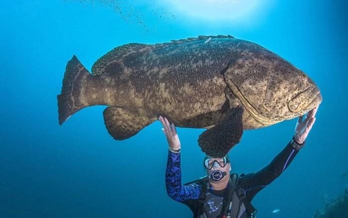 美国佛罗里达州海岸潜水员与伊氏石斑鱼“热吻”