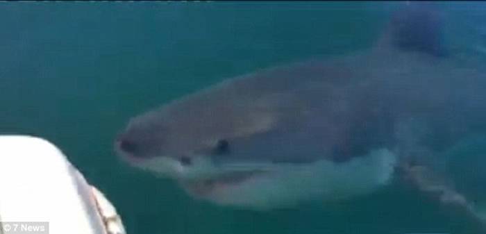 数名澳洲男子坐船出海钓鱼被大白鲨攻击