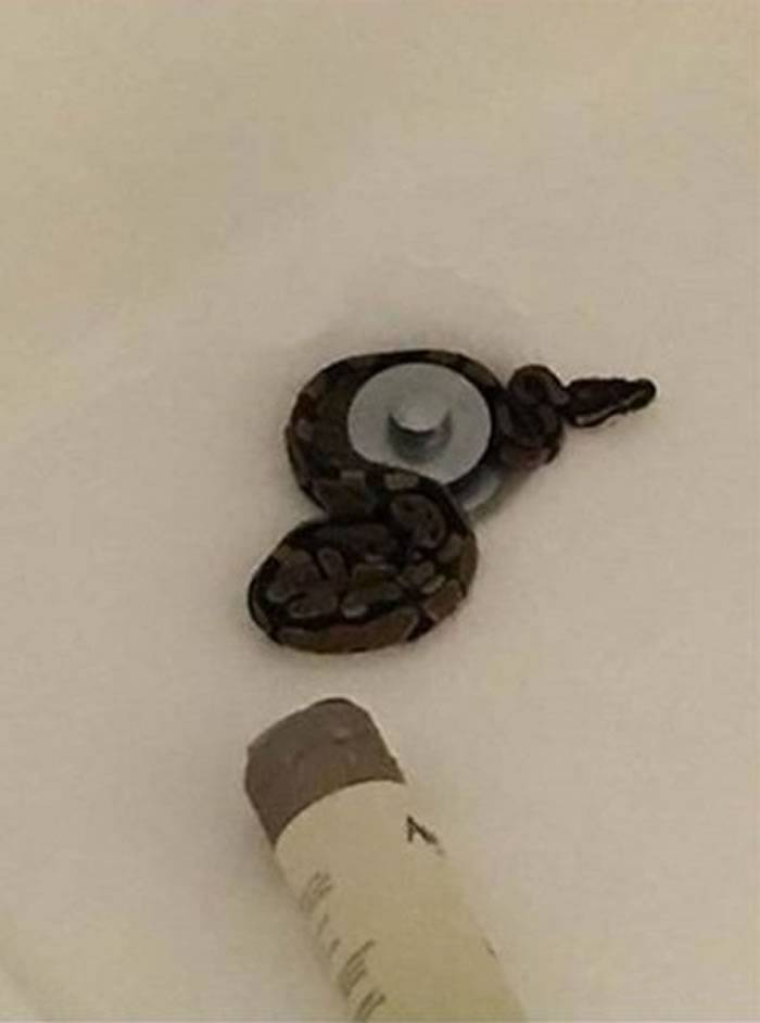 美国加州女子准备洗澡时发现浴缸排水孔处扭出一条球蟒
