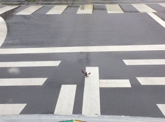 美国螯虾在日本挡路中央举螯示威