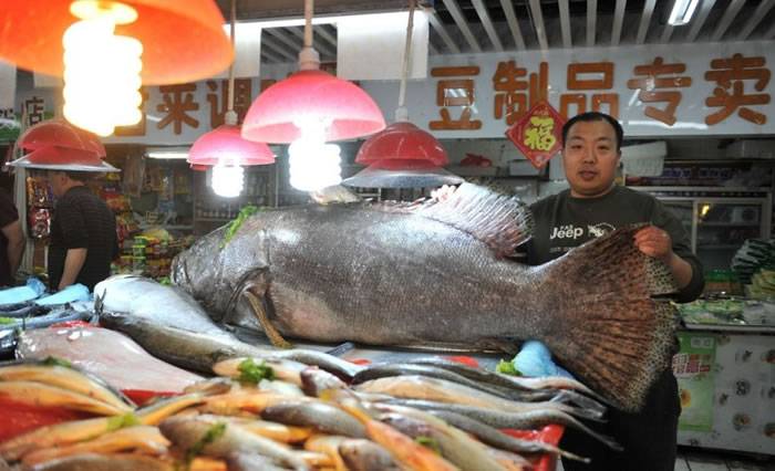 山东渔民捕获305斤巨型石斑